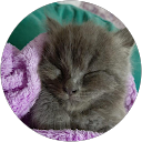 Tanish Tanjil profile picture